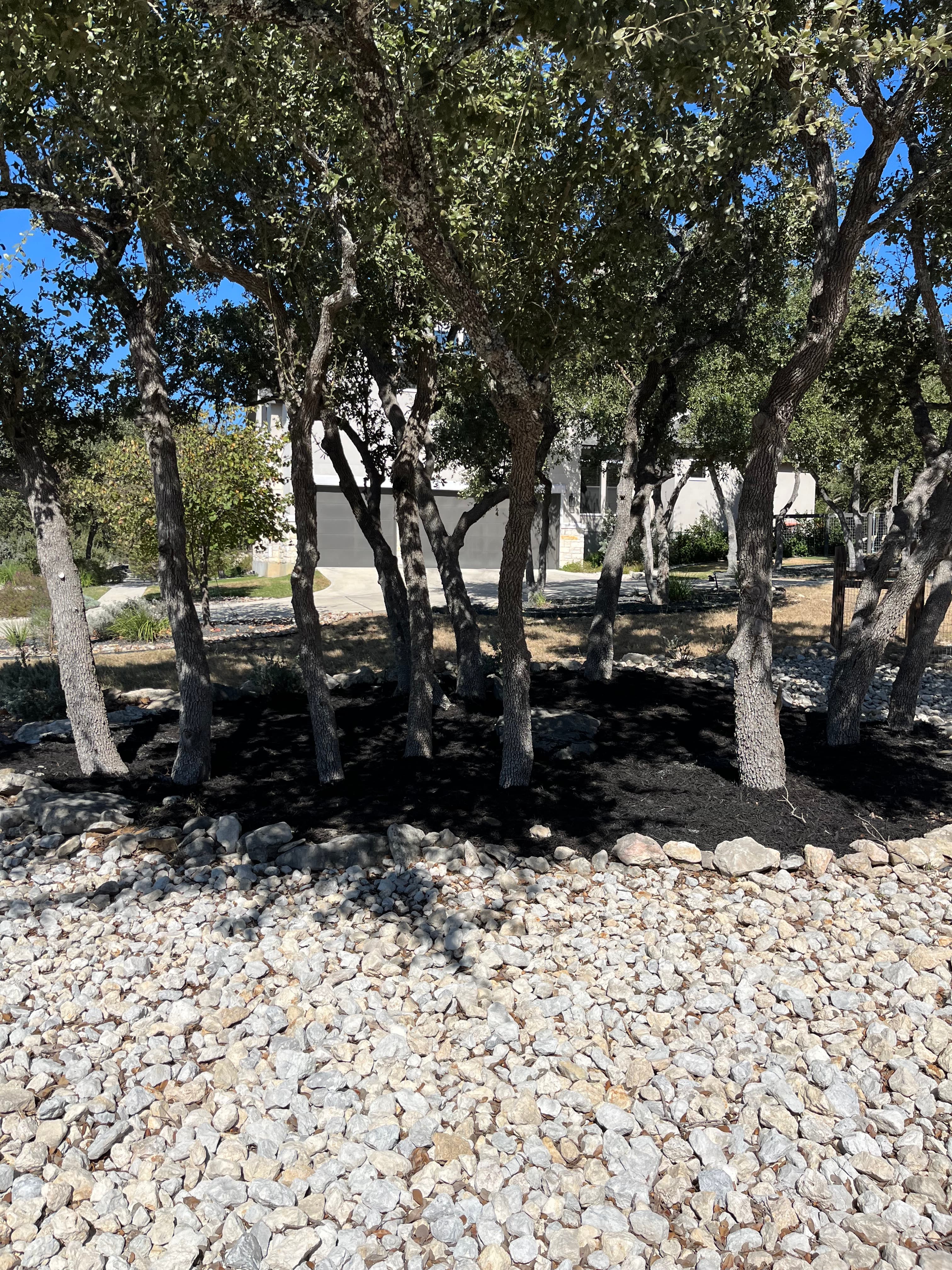 Oak trees in black mulch beds surrounded by white rocks in front of a house.