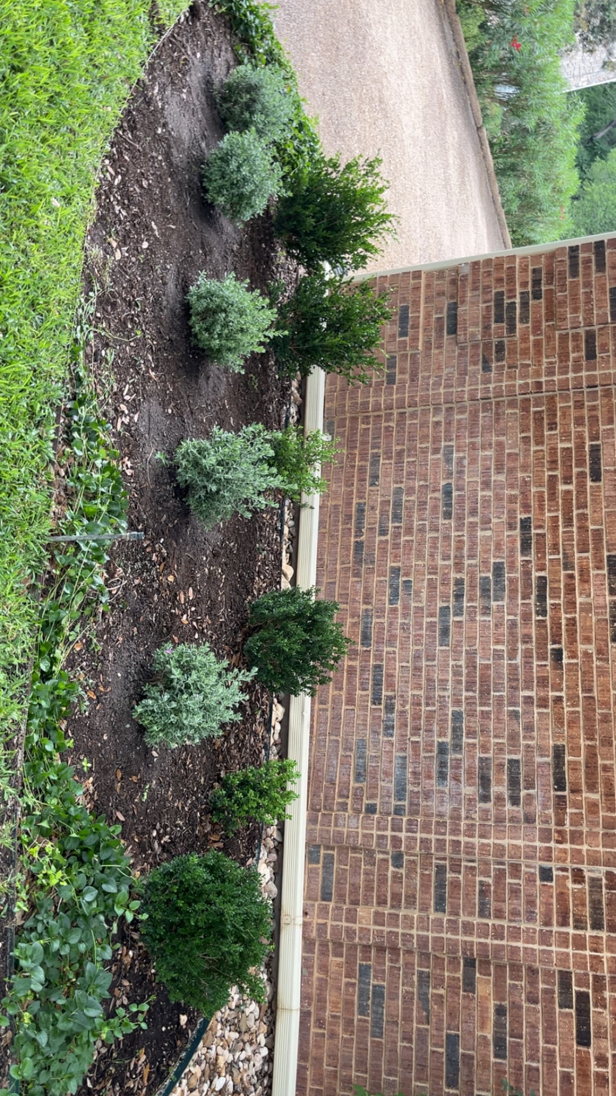 Small green and silvery shrubs planted in dark soil along a red brick wall.