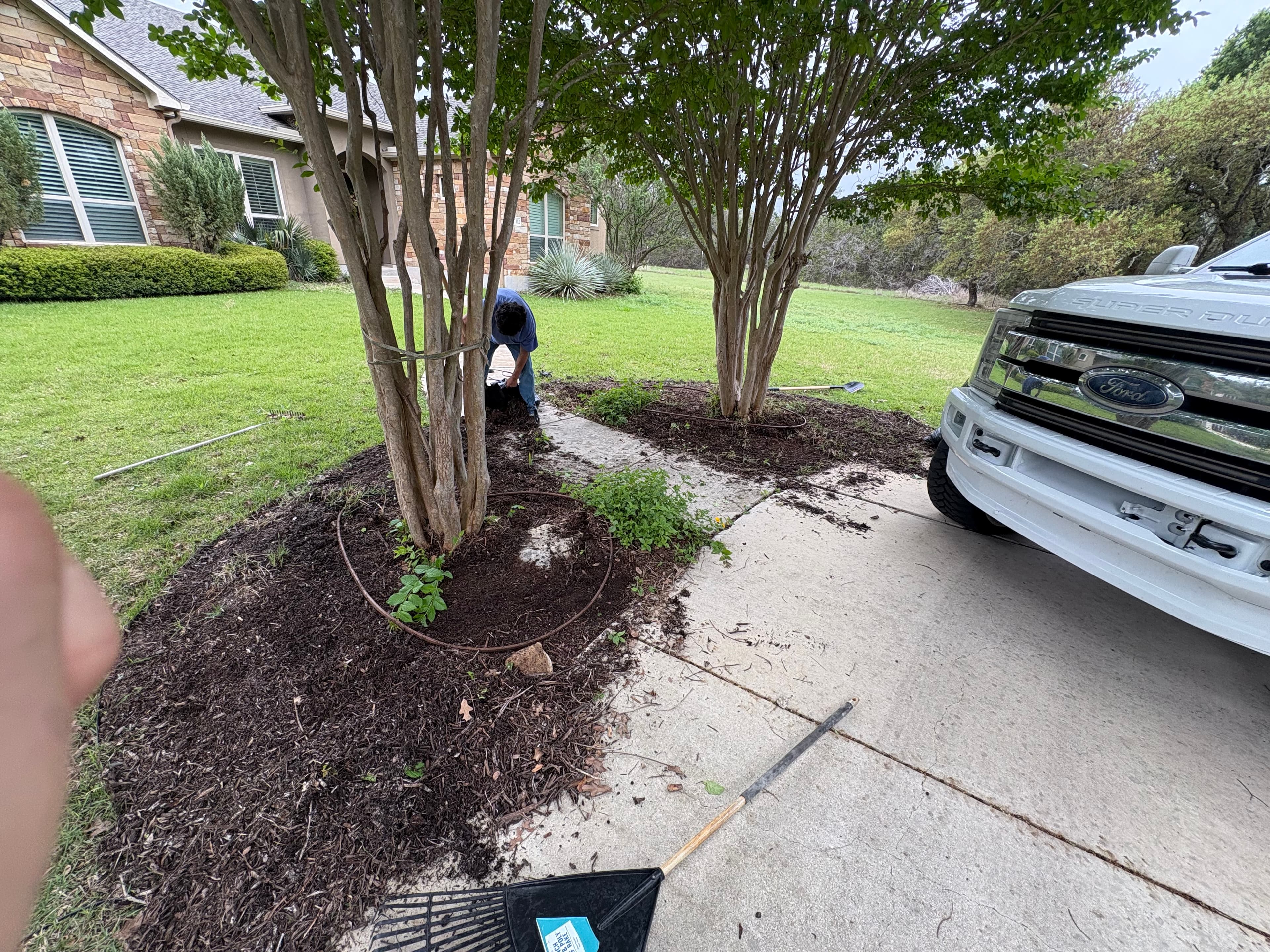 Landscaper spreading dark mulch around trees in a yard next to a white Ford truck.