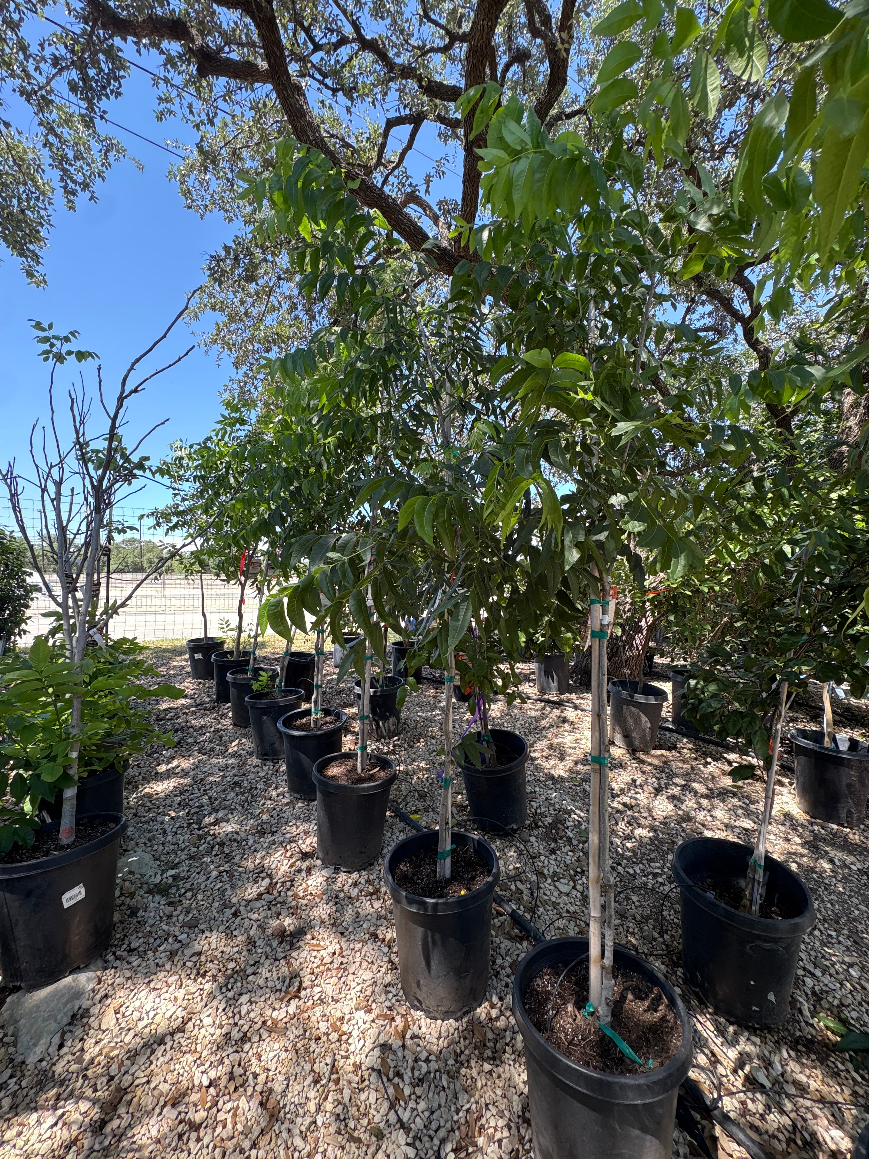 Young trees in black plastic pots arranged on gravel at an outdoor plant nursery.